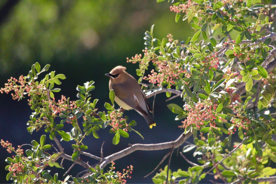 Cedar Waxwing bird with a peachy coloured head and chest, black striped wings with bright yellow tips, perched on a tree with small pink berries