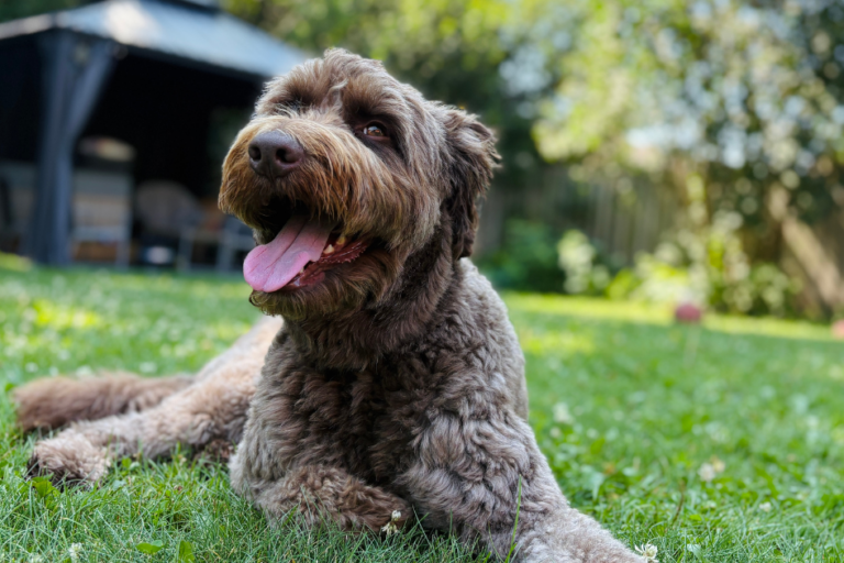 A picture of a dog laying down in the grass with an RV gazebo behind him