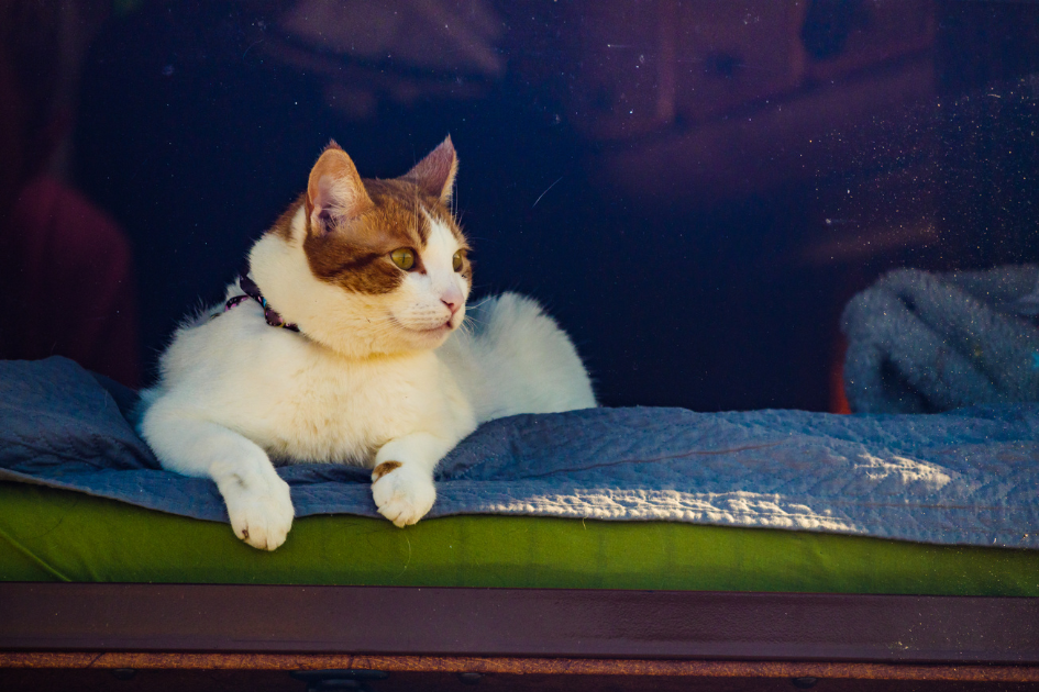 A cat lays on a bed inside a travel trailer while lookin gout the window