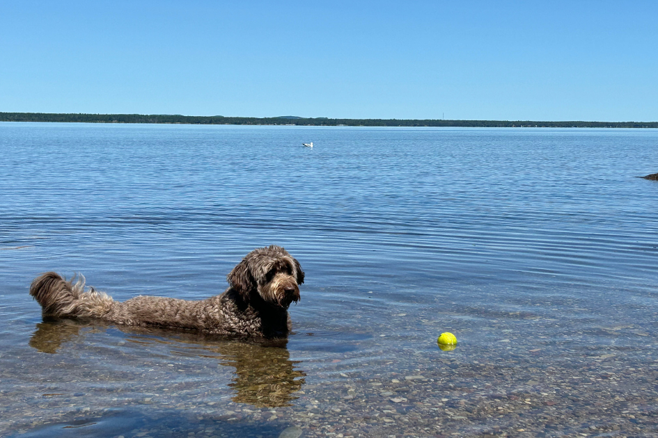 A dog chases after a ball while swimming in a lake